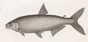 魚です。Le Characin 作： Unbekannt