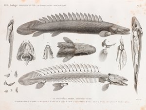 魚です。Le Polyptere Bichir, anatomy 作： Unbekannt