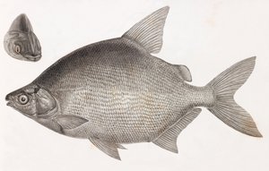 魚です。Le Serrasalme Citharine 作： Unbekannt