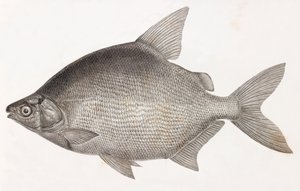 魚です。Le Serrasalme Citharine 作： Unbekannt