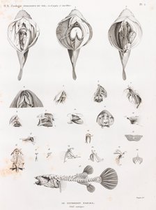 魚：テトロドン、解剖 作： Unbekannt