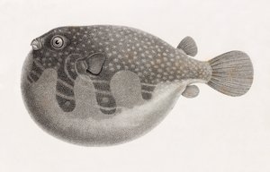魚：テトロドン、クローズアップ
