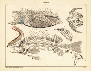 骨格、えらなどを示す魚の解剖学、1841年（リトグラフ） 作： Unbekannter Künstler