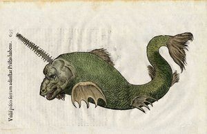 魚は、"Ulyssis Aldrouandi....(邦訳)」にある。Antonius Bernia in lucem restit...."は、ウリッセ・アルドロヴァンディ（1522-1605）の博物学を扱っている。ボローニャ 作： Unbekannter Künstler