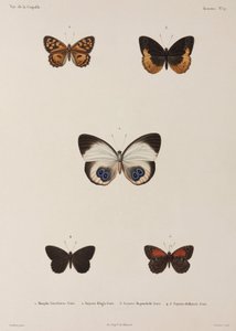 5つの蝶、ニューギニア 作： Unbekannt