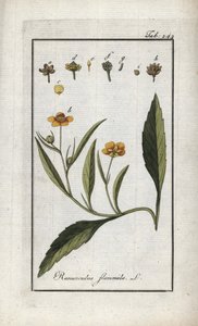 炎キンポウゲまたは小堀または小炎（Ranunculus flammula）。オランダ、ヨハネス・ゾーン（1739-1799）の「Afbeelding der Artseny-Gewassen」よりリトグラフ。 作： Unbekannter Künstler