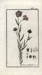 亜麻仁（Linum usitatissimum）。ヨハネス・ゾーン（1739-1799）作 "Afbeelding der Artseny-Gewassen "よりリトグラフ、オランダ 作： Unbekannter Künstler