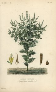 Flixweed, herb-Sophia or tansy mustard, Descurainia sophia, Sisymbrium sophia, Sisybre parviflore 作： Unbekannt
