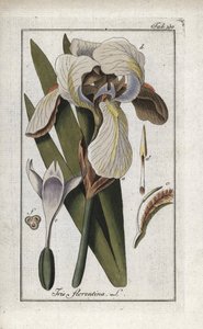 フィレンツェアヤメ（Iris florentina）。オランダ、ヨハネス・ゾーン（1739-1799）作 "Afbeelding der Artseny-Gewassen "のリトグラフ。 作： Unbekannter Künstler