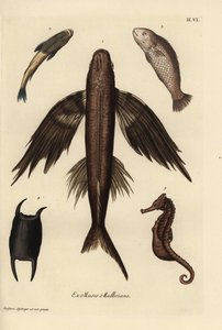 トビウオ、Exocoetus volitans 1、吸盤魚、Remora remora 2、バラマンディ、Lates calcarifer 3、ウロコ 4、タツノオトシゴ、Hippocampus species 5。ゲオルク・ヴォルフガング・クノール著『Deliciae』に掲載されたクリスティアン・ラインベルガーのイラストをもとにした手彩色銅版画。 作： Unbekannter Künstler