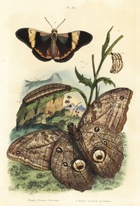 フォレストジャイアントフクロウの蝶、Caligo eurilochus 1とBrassolis sophoraeの蝶、サナギ、イモムシ2 作： Unbekannt