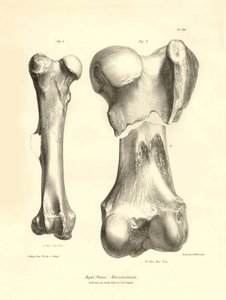 チャールズ・ダーウィンがビーグル号探検中に記載した、姿を消した先史時代の動物マクローシェニアの化石骨（大腿骨）。The Zoology of the voyage of H.M.S. Beagle under the command of Captain Fitzroy during the years 1832（1832年のフィッツロイ船長指揮によるビーグル号航海の動物学）」のプレート。