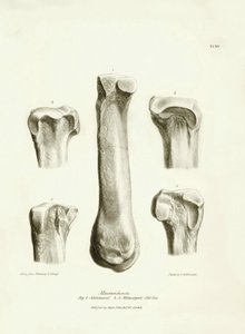 チャールズ・ダーウィンがビーグル号探検中に記載した、姿を消した先史時代の動物マクラウケニアの化石骨（中手骨と中手骨）。The Zoology of the voyage of H.M.S. Beagle under the Command of Captain Fitzroy during "ビーグル号の動物学 "より。