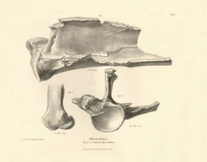 チャールズ・ダーウィンがビーグル号探検中に記載した、姿を消した先史時代の動物マクラウケニアの化石骨（肩甲骨）。The Zoology of the voyage of H.M.S. Beagle under the Command of Captain Fitzroy during the years 1832（フィッツロイ船長率いるビーグル号の1832年の航海の動物学）」のプレート。