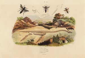 絶滅したプレシオサウルスの化石骨格4、スズメバチのPlesia種1～3 作： Unbekannt