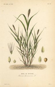 アオキビ、イタリアキビ、Setaria italica、Panicum germanicum、Moha de Hongrie