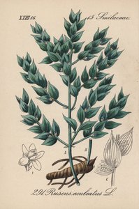 フラゴン偽ヒイラギまたは小ヒイラギ - ブッチャーズ・ブルーム、Ruscus aculeatus。Diederich von Schlechtendal