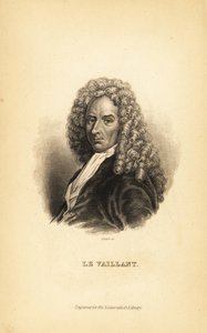 Francois le Vaillant or Levaillant, フランスの作家、探検家、自然主義者、鳥類学者 作： Unbekannt