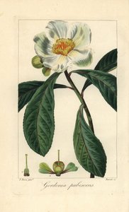 フランクリンの木、Franklinia alatamaha、アメリカ原産、野生では絶滅。モルダン・ド・ローネ著『アマチュアのための植物図鑑』（オードー、パリ）に掲載されたパンクレース・ベッサの植物図版から、バロワが銅に手彩色したスティップル・エングレーヴィング。 作： Unbekannter Künstler