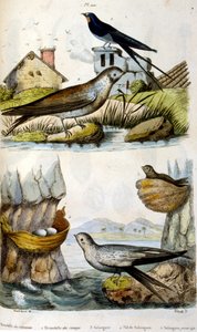フランス語。1884年頃の彩色図版。川や沿岸の鳥が描かれている。 作： Unbekannter Künstler