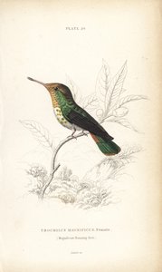 フリルド・コケット、Lophornis magnificus、メス（Magnificent Hummingbird, Trochilus magnificus）。Sir William Jardine