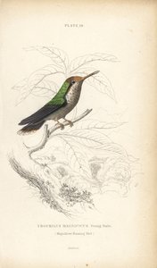 フリルド・コケット、ロフォルニス・マグニフィカス、若いオス（Magnificent Hummingbird, Trochilus magnificus）。Sir William Jardine