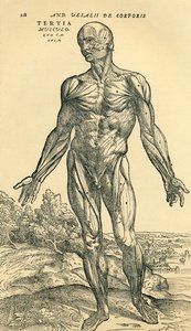 アンドレアス・ヴェサリウスの『De Humani Corporis Fabrica Libri Septem (on the fabric of the human body in seven books)』に掲載された解剖学的研究である男性人体の正面（バーゼル刊