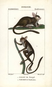 Galago du Senegal and tarsier de Daubenton - Eau forte, Jean Gabriel Pretre (1780-1845) 作、Carnonkel 彫刻、Pierre Jean Francois Turpin (1775-1840) 編集、F.G.Levrau 発行、Frederic Cuvier 著、哺乳類辞典のため。