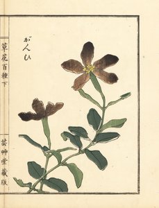 河野梅嶺による手彩色木版画「草花百種」。 作： Unbekannter Künstler