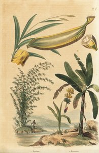 巨大なとげのある竹の植物、Bambusa bambos (Bambos arundinacea)と、果実と断面を持つバナナの木、Musa paradisiaca 作： Unbekannt