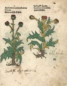 グローブ・アーティチョーク（Cynara cardunculus var. scolymus）と野アザミ（Carduus sylvestris）。アダム・ロニカーの『Krauterbuch, or Herbal, Frankfurt』に掲載された植物図版の手彩色木版画。 作： Unbekannter Künstler