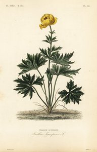 フグの花、Trollius europaeus、Trollie d