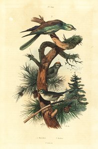 ゴールドクレスト（Regulus regulus）、ヨーロピアンローラー（Coracias garrulus）。 作： Unbekannt