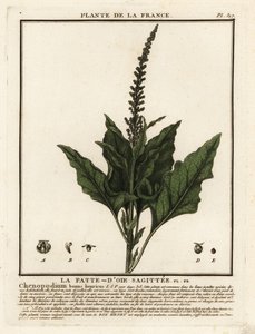 Good-King-Henry、Chenopodium Bonus-henricus。 作： Unbekannter Künstler