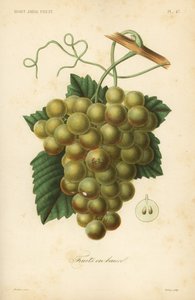 ブドウ、Vitis vinifera