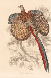 大キジ、Argusianus argus (Argus giganteus)。ゲオルク・フリードリヒ・トライチケの自然史ギャラリー、ティアライヒ自然史ビルダーザール、リエプツィヒ所蔵の手彩色リトグラフ。 作： Unbekannter Künstler