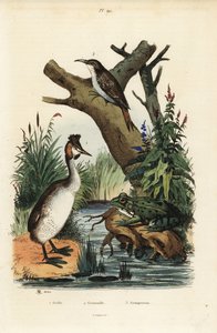カンムリカイツブリ、Podiceps cristatus 1、アオガエル、Pelophylax esculentus 2、ユーラシア・ツリークリーパー、Certhia familiaris 3 作： Unbekannt