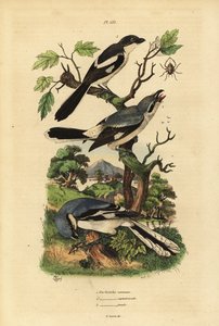 オオモズ Lanius excubitor, グレイバック・フィジカル Lanius excubitoroides, フィジカル・モズ Lanius collaris Pie Grieche commune, septentrionale, fiscal 作： Unbekannt
