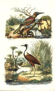 グレートジャカマー（Jacamerops aureus）、ノーザンジャカナ（Jacana spinosa）。