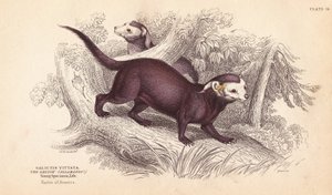 オオグリソン、Gallictis vittata。エジンバラのWilliam Jardine