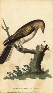 グレーターハニーガイド、インジケーターインジケーター。 ,1800年（刻印） 作： Unbekannter Künstler