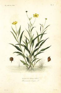 グレーター・スピアワート（Ranunculus lingua）、レノンキュール・グラン・ドゥーヴ（Renoncule grand-douve 作： Unbekannt