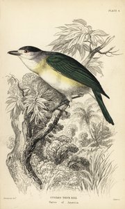 アオハシベカード、Pachyramphus viridis（キュウビシギ、Pachyrhynchus cuvierii）。Sir William Jardine