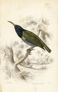 アオジイロサンショウクイ（下ギニア）、Cyanomitra verticalis cyanocephala（オリーブイロサンショウクイ、Cinnyris chloronotus）。ウィリアム・ジャーディン卿の『ナチュラリスト・ライブラリー』より、ウィリアム・スウェインソンを模したウィリアム・リザースによる手彩色スチール・エングレーヴィング：鳥類学：鳥類 作： Unbekannter Künstler