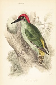 緑のキツツキ、Picus viridis、木に腰掛け.1889 (彫刻)