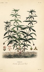 グリーンバイオレットまたはハンパない花、Hibanthus calceolaria、Pombalia ipecacuanha、Pombalie 作： Unbekannt