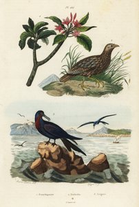 Grey-winged francolin, Scleroptila afra 2, great frigatebird, Fregata minor 3, and red frangipani, Plumeria rubra 1