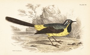 灰色の鶺鴒、Motacilla cinerea。 1889年（彫刻） 作： Unbekannter Künstler