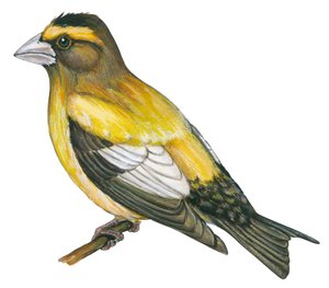 Gros bec errant - イブニンググロスビーク (Coccothraustes vespertines) 作： Unbekannter Künstler