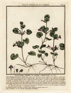 グラウンド アイビー、Glechoma hederacea。 作： Unbekannter Künstler